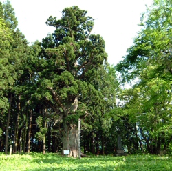 尾花沢