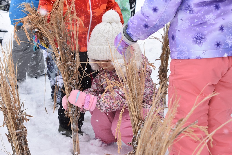 雪中田植え