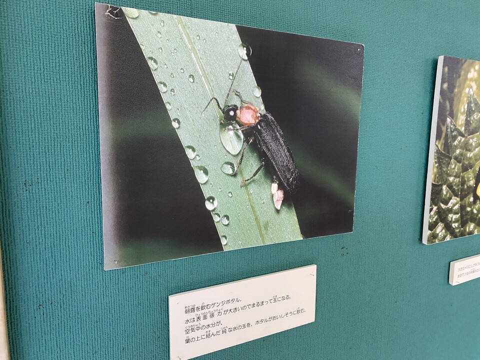 蛍展示２