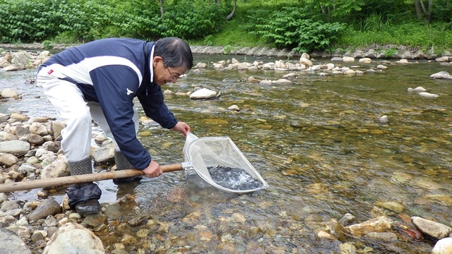 220260605鮎放流（丹生川漁業組合）