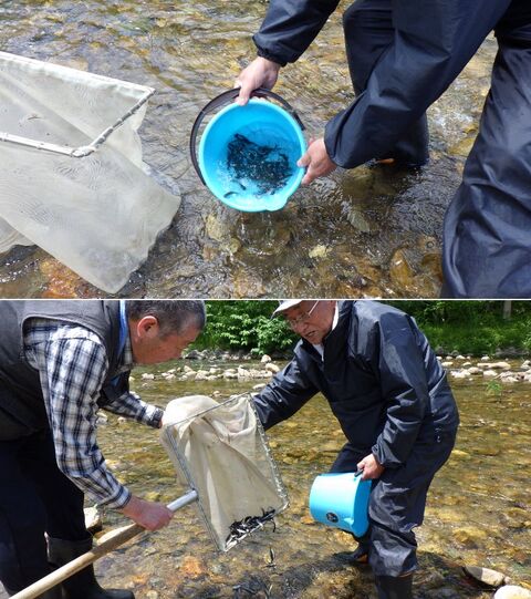 20260604赤井川サクラマス放流（丹生川漁業組合）